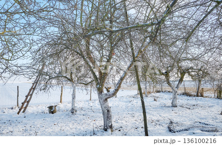 Photo of an apple orchard in winter. Photo of an apple orchard in winter. 136100216