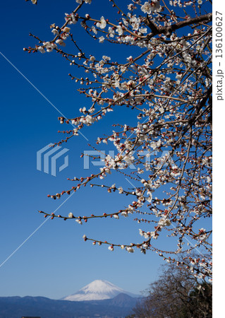 青空に映える白梅と富士 曽我梅林の春の風景 青空に映える白梅と富士 曽我梅林の春の風景 136100627