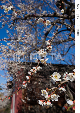 青空に映える白梅 曽我梅林の春の風景 青空に映える白梅 曽我梅林の春の風景 136100629
