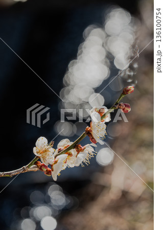 水辺に咲く白梅の反射と春の煌めき 曽我梅林 水辺に咲く白梅の反射と春の煌めき 曽我梅林 136100754