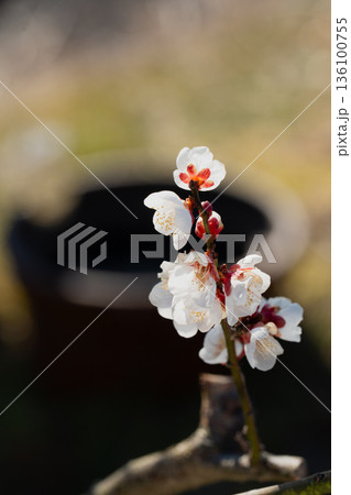陽光を浴びて輝く白梅の花びら クローズアップ 136100755