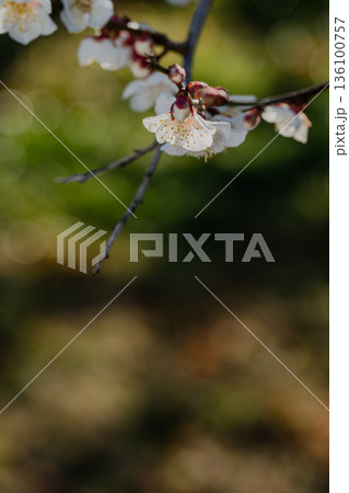 陽光を浴びて輝く白梅の花びら クローズアップ 136100757