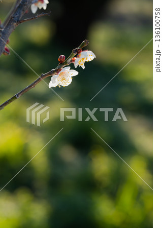 陽光を浴びて輝く白梅の花びら クローズアップ 136100758