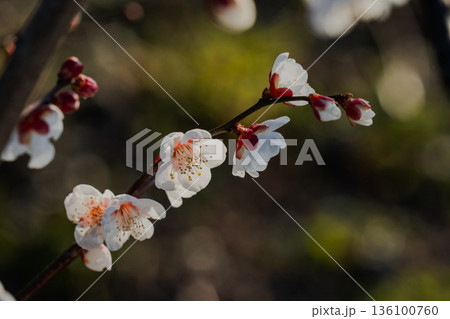 陽光を浴びて輝く白梅の花びら クローズアップ 136100760