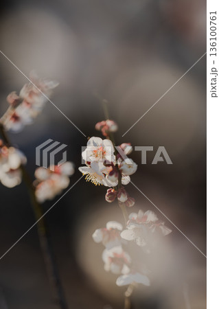 前ボケが彩る白梅の幻想的な春景色 曽我梅林にて 前ボケが彩る白梅の幻想的な春景色 曽我梅林にて 136100761