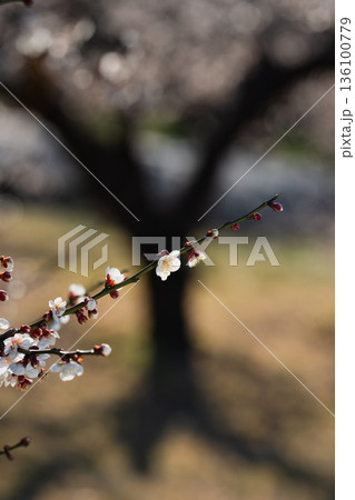 曽我梅林に広がる白梅の木々と春の訪れ 曽我梅林に広がる白梅の木々と春の訪れ 136100779
