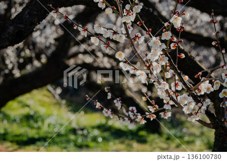 曽我梅林に広がる白梅の木々と春の訪れ 136100780