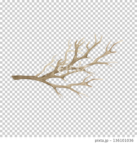 Tree branch without leaves. Hand drawn watercolor illustration isolated on white. Pastel clip art for vintage cards and invitations for Easter and Halloween. Perfect for spring posters and banners. 136101036