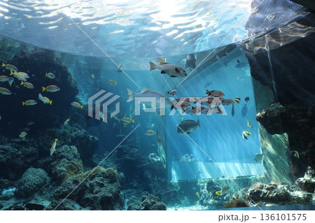 沖縄美ら海水族館、沖縄県 沖縄美ら海水族館、沖縄県 136101575