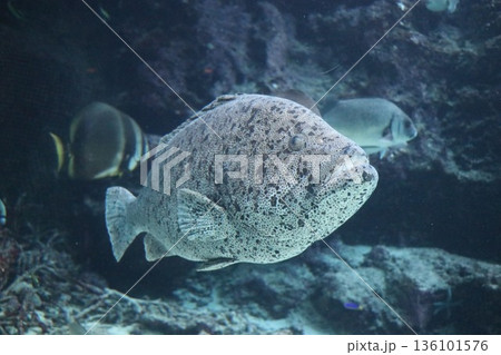 沖縄美ら海水族館、沖縄県 136101576