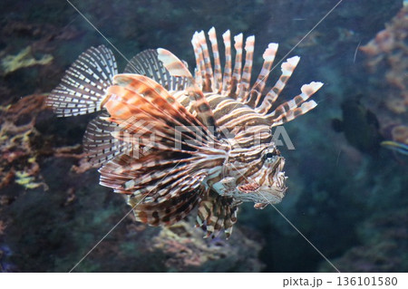 沖縄美ら海水族館、沖縄県 沖縄美ら海水族館、沖縄県 136101580