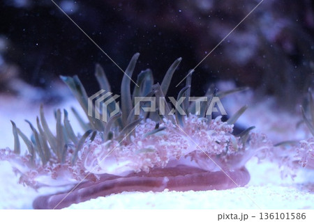 沖縄美ら海水族館、沖縄県 沖縄美ら海水族館、沖縄県 136101586