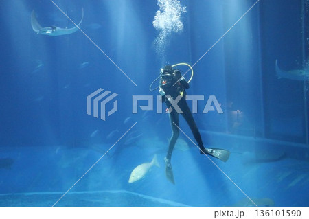 沖縄美ら海水族館、沖縄県 沖縄美ら海水族館、沖縄県 136101590