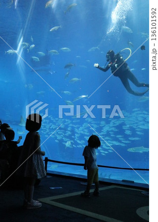 沖縄美ら海水族館、沖縄県 沖縄美ら海水族館、沖縄県 136101592