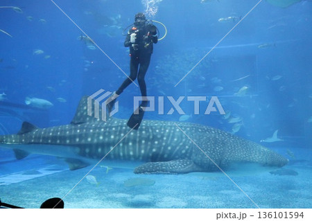 沖縄美ら海水族館、沖縄県 沖縄美ら海水族館、沖縄県 136101594
