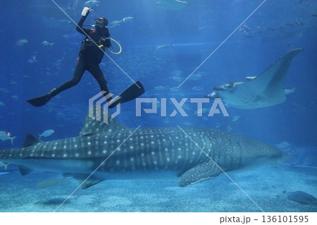 沖縄美ら海水族館、沖縄県 136101595