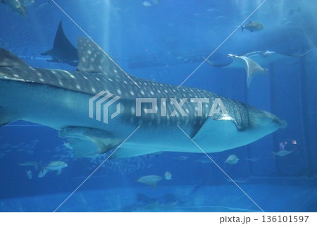 沖縄美ら海水族館、沖縄県 沖縄美ら海水族館、沖縄県 136101597