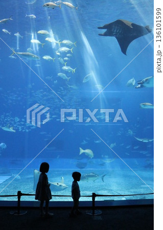 沖縄美ら海水族館、沖縄県 沖縄美ら海水族館、沖縄県 136101599