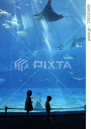 沖縄美ら海水族館、沖縄県 沖縄美ら海水族館、沖縄県 136101600