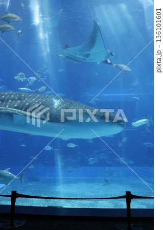 沖縄美ら海水族館、沖縄県 沖縄美ら海水族館、沖縄県 136101601
