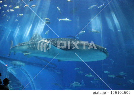 沖縄美ら海水族館、沖縄県 沖縄美ら海水族館、沖縄県 136101603
