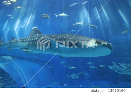 沖縄美ら海水族館、沖縄県 沖縄美ら海水族館、沖縄県 136101604