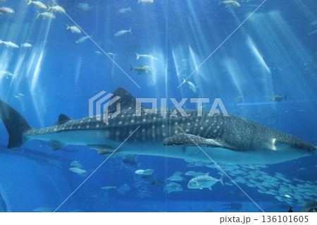 沖縄美ら海水族館、沖縄県 沖縄美ら海水族館、沖縄県 136101605