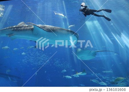 沖縄美ら海水族館、沖縄県 136101608