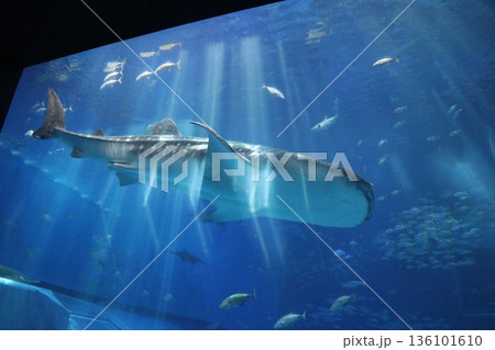 沖縄美ら海水族館、沖縄県 136101610