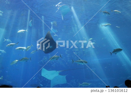 沖縄美ら海水族館、沖縄県 沖縄美ら海水族館、沖縄県 136101612