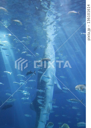 沖縄美ら海水族館、沖縄県 136101614