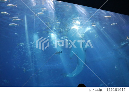 沖縄美ら海水族館、沖縄県 136101615