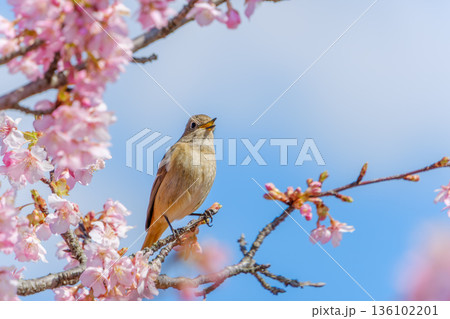 満開の桜の枝でさえずるジョウビタキのメス 136102201