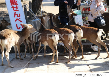 奈良公園で売られている鹿せんべいで、餌やりをする女の子 136102208