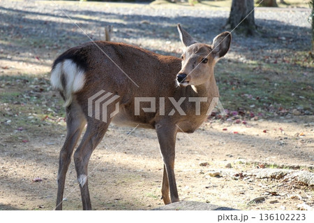 奈良公園で売られている鹿せんべいで、餌やりをする女の子 136102223