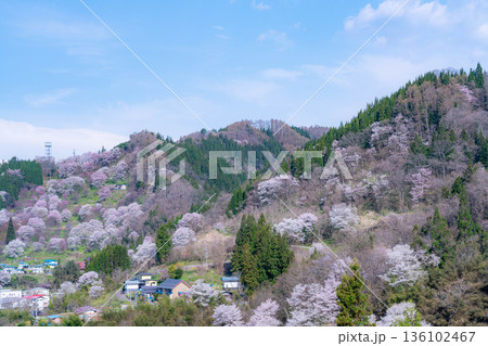 【里山の春】小川村・二反田の桜【長野県】 136102467