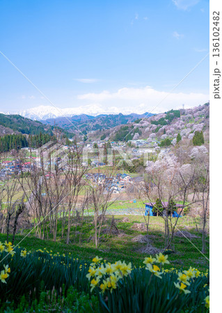 【里山の春】小川村・二反田の桜【長野県】 136102482