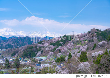 【里山の春】小川村・二反田の桜【長野県】 136102487