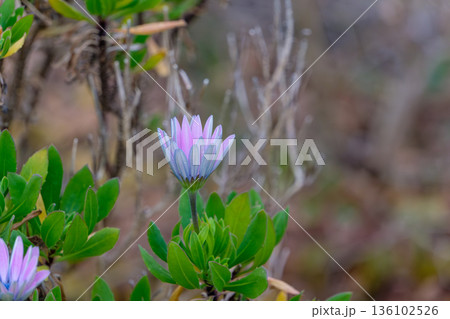 開花を待つオステオスペルマムの紫の蕾 136102526