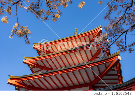 【春素材】朝の新倉山浅間公園の忠霊塔と桜【山梨県】 136102548