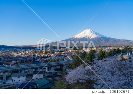 【春素材】新倉山浅間公園から見る富士山と桜【山梨県】 136102671