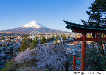 【春素材】新倉山浅間公園から見る富士山と桜【山梨県】 136102672