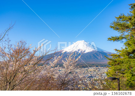 【春素材】新倉山浅間公園から見る富士山と桜【山梨県】 136102678