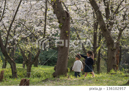 桜の咲く公園で遊ぶ幼児の姉と弟 136102957