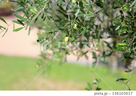 爽やか　オリーブの実 136103017