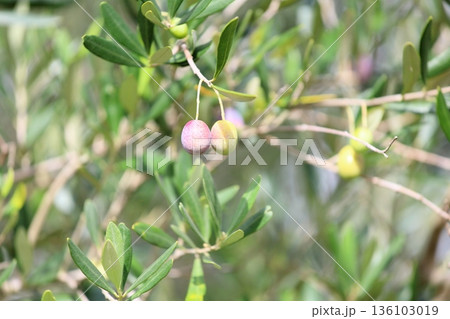 色づく　オリーブの実 136103019