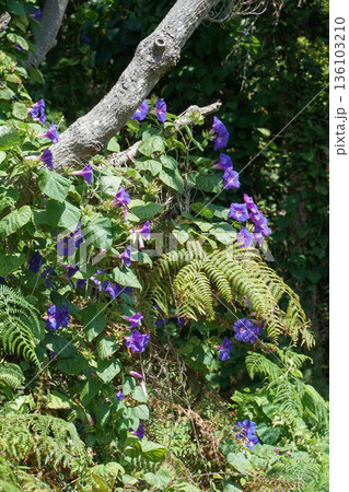 Purple blue morning glory flowers climb over tree branches and green ferns in lush natural vegetation under daylight 136103210