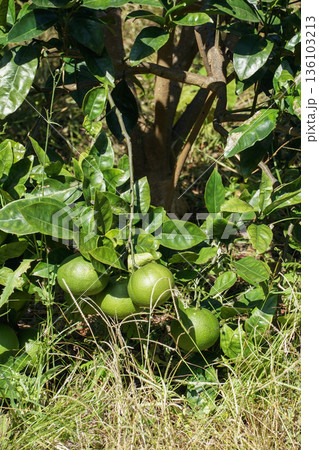 Green pomelo fruits grow low on a citrus tree surrounded by glossy leaves and grass in natural sunlight 136103213