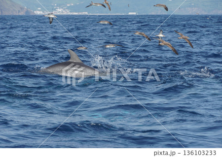 Common dolphin swims at the ocean surface near the Azores, surrounded by seabirds during active feeding, with deep blue water and dynamic motion Common dolphin swims at the ocean surface near the Azores, surrounded by seabirds during active feeding, with deep blue water and dynamic motion 136103233
