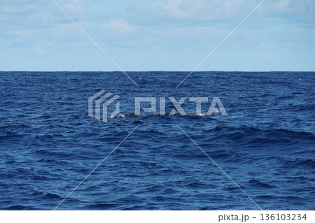 False killer whale swims at the ocean surface with visible dorsal fins against deep blue water and clear sky False killer whale swims at the ocean surface with visible dorsal fins against deep blue water and clear sky 136103234
